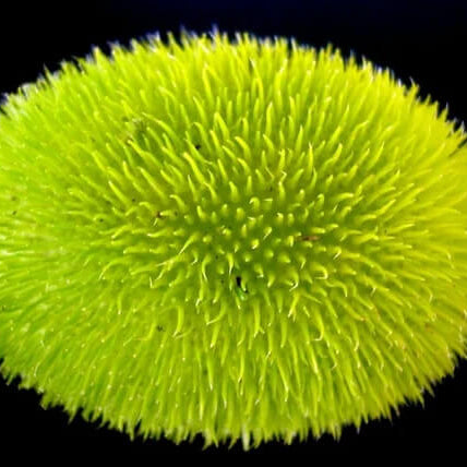 Gourd Seeds – Green Wooly Bear 