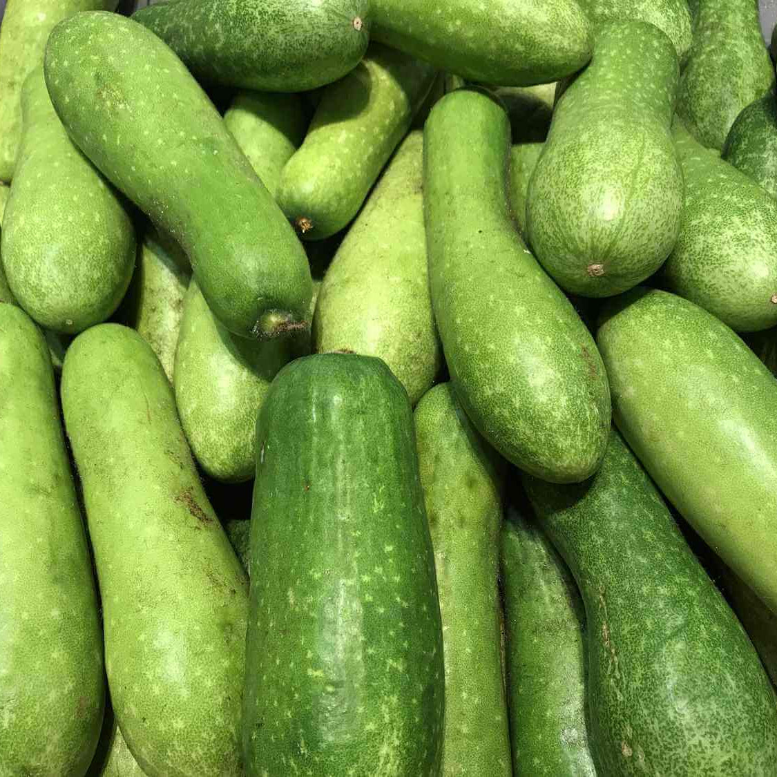 Gourd Seeds – Hairy