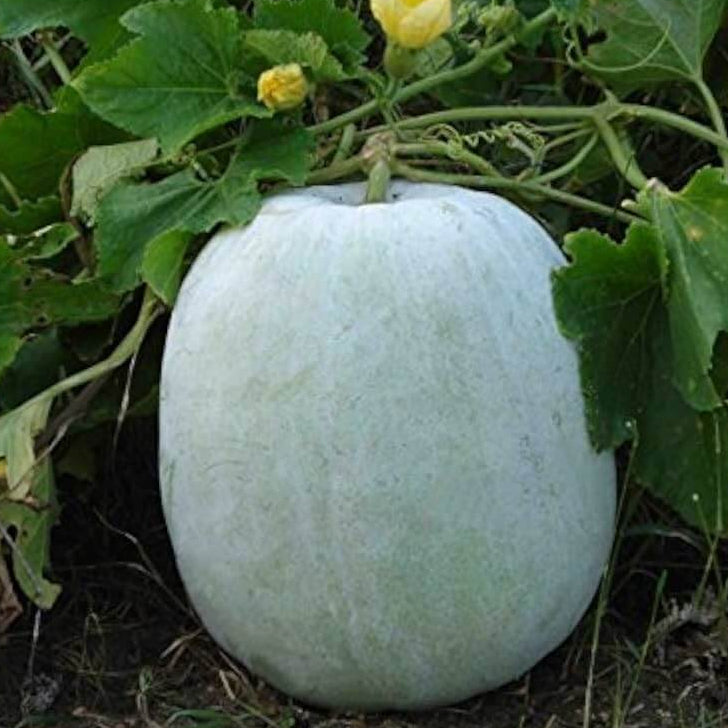 Gourd Seeds – Melon