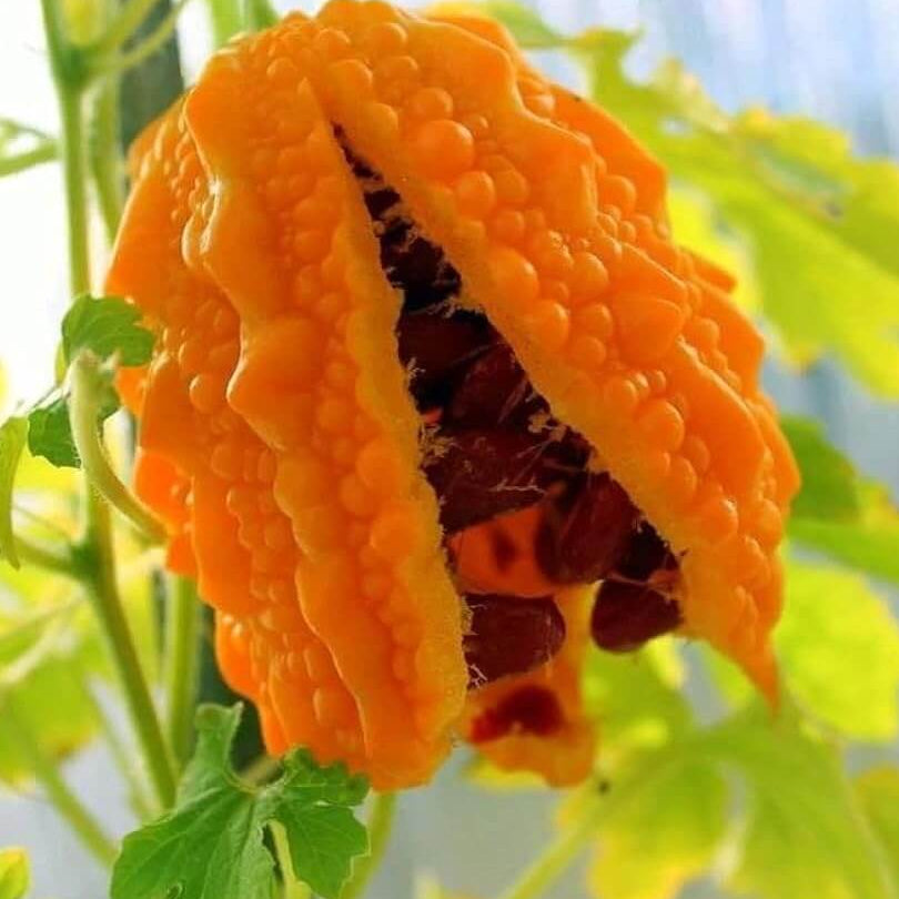 Gourd Seeds – Orange Bitter 