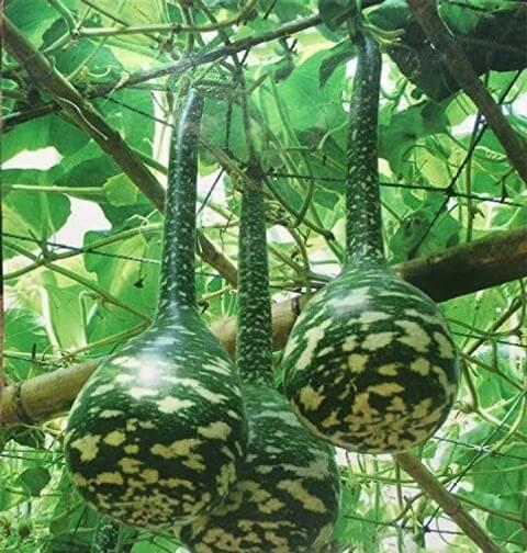 Gourd Seeds – Speckled Swan 