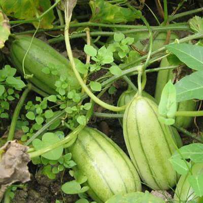 Gourd Seeds – Striped Bottle 