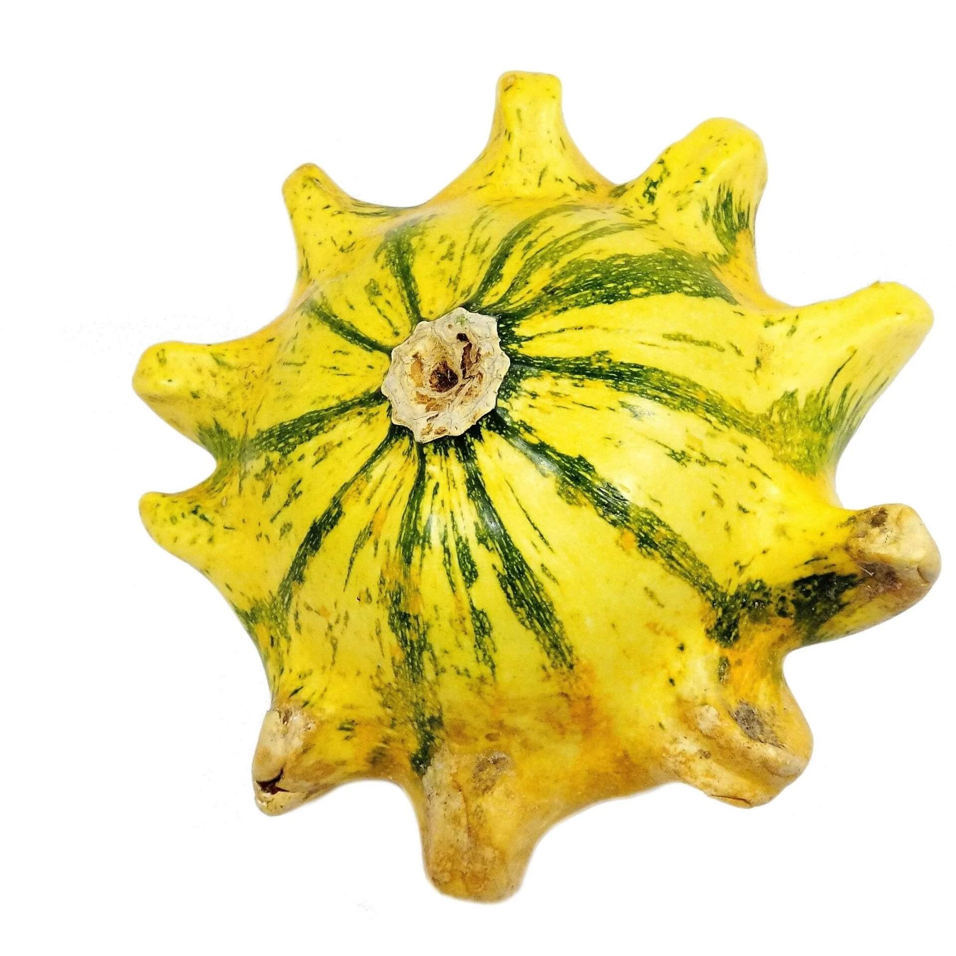 Gourd Seeds – Thorn 