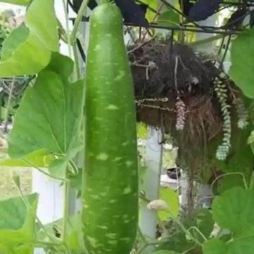 Gourd Seeds – Vietnamese 