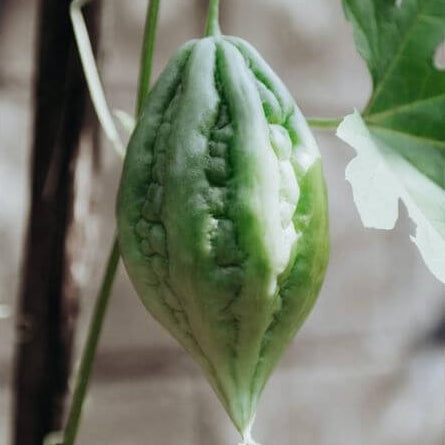 Gourd Seeds – Arka Harit