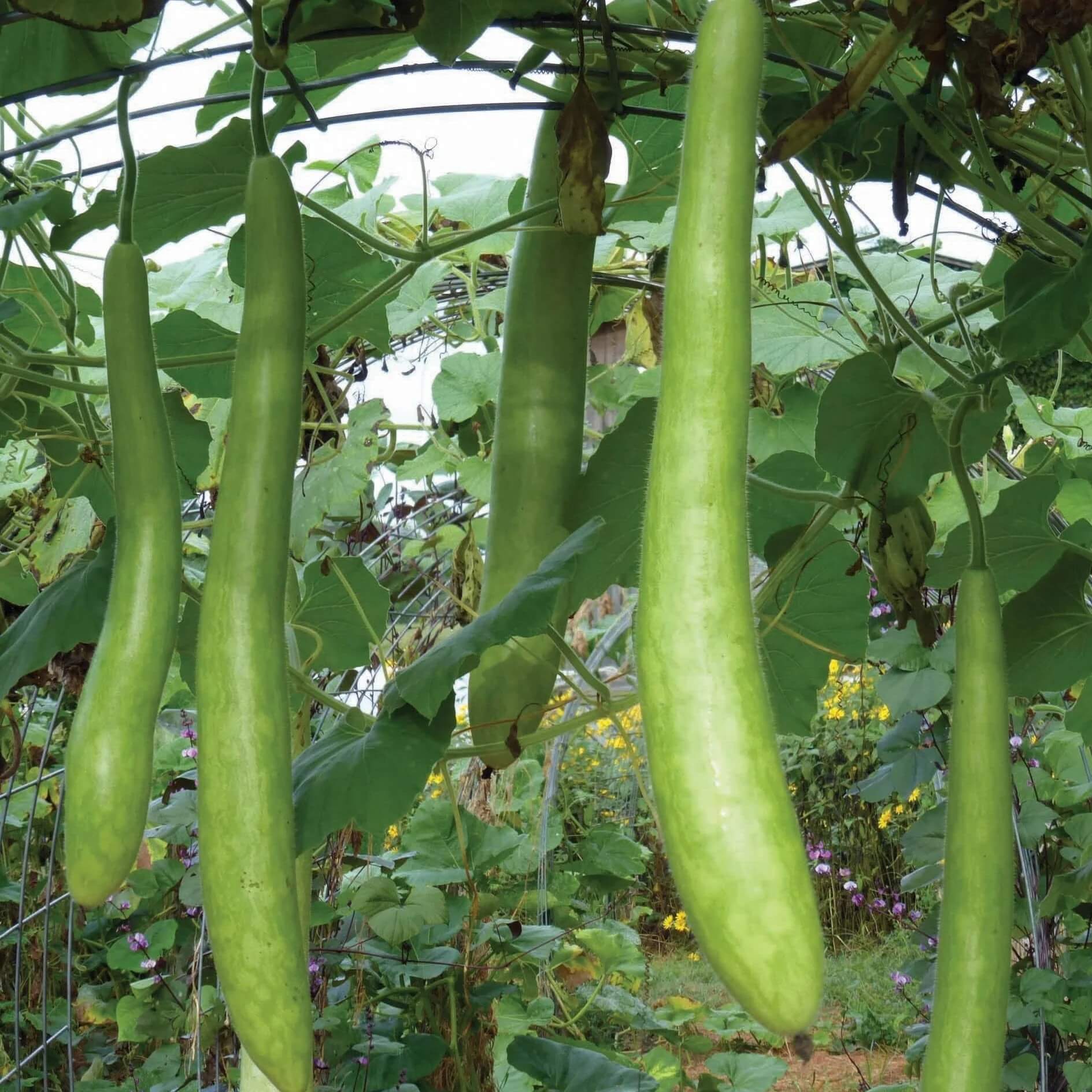 Gourd Seeds – Cucuzzi YEGAOL