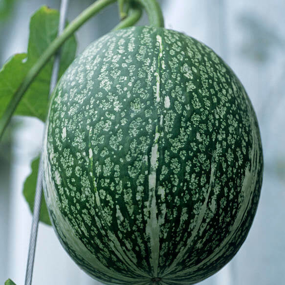 Gourd Seeds – Green Malabar 