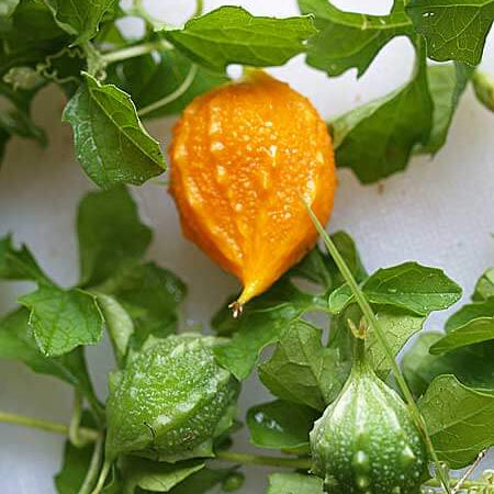 Gourd Seeds – Yellow Bitter 