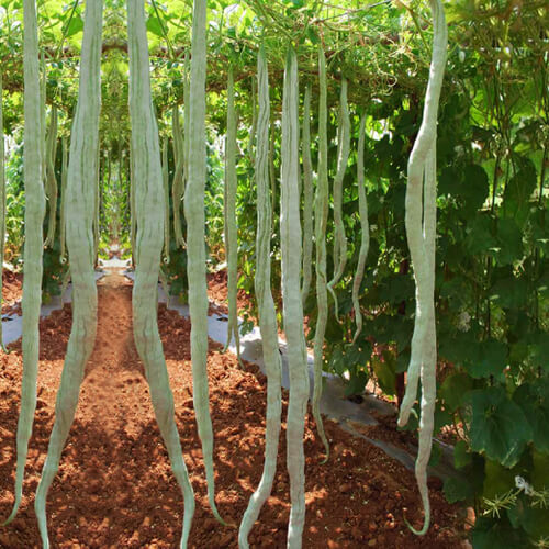 Gourd Seeds – White Long Snake