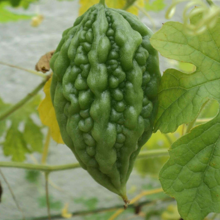 Gourd Seeds – Arka Harit