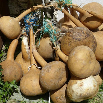 Gourd Seeds – Banjo

