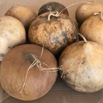 Gourd Seeds – Brown Bushel 