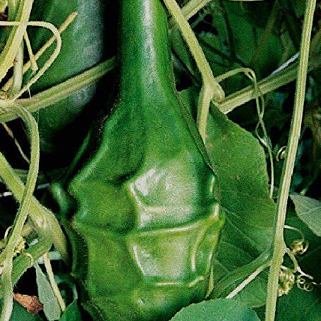 Gourd Seeds – Caveman's Club
