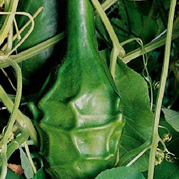 Gourd Seeds – Caveman's Club
