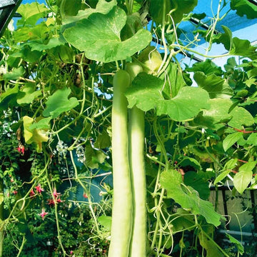 Gourd Seeds – Cucuzzi YEGAOL