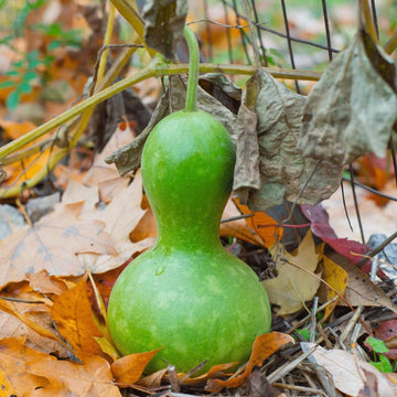 Gourd Seeds – Green Birdhouse 