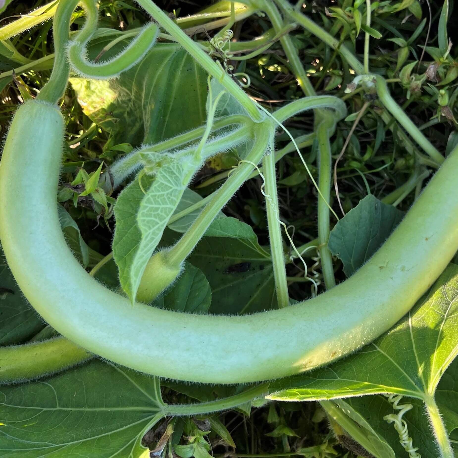 Gourd Seeds – Green Cucuzzi 