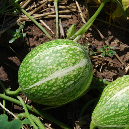 Gourd Seeds – Green Malabar 