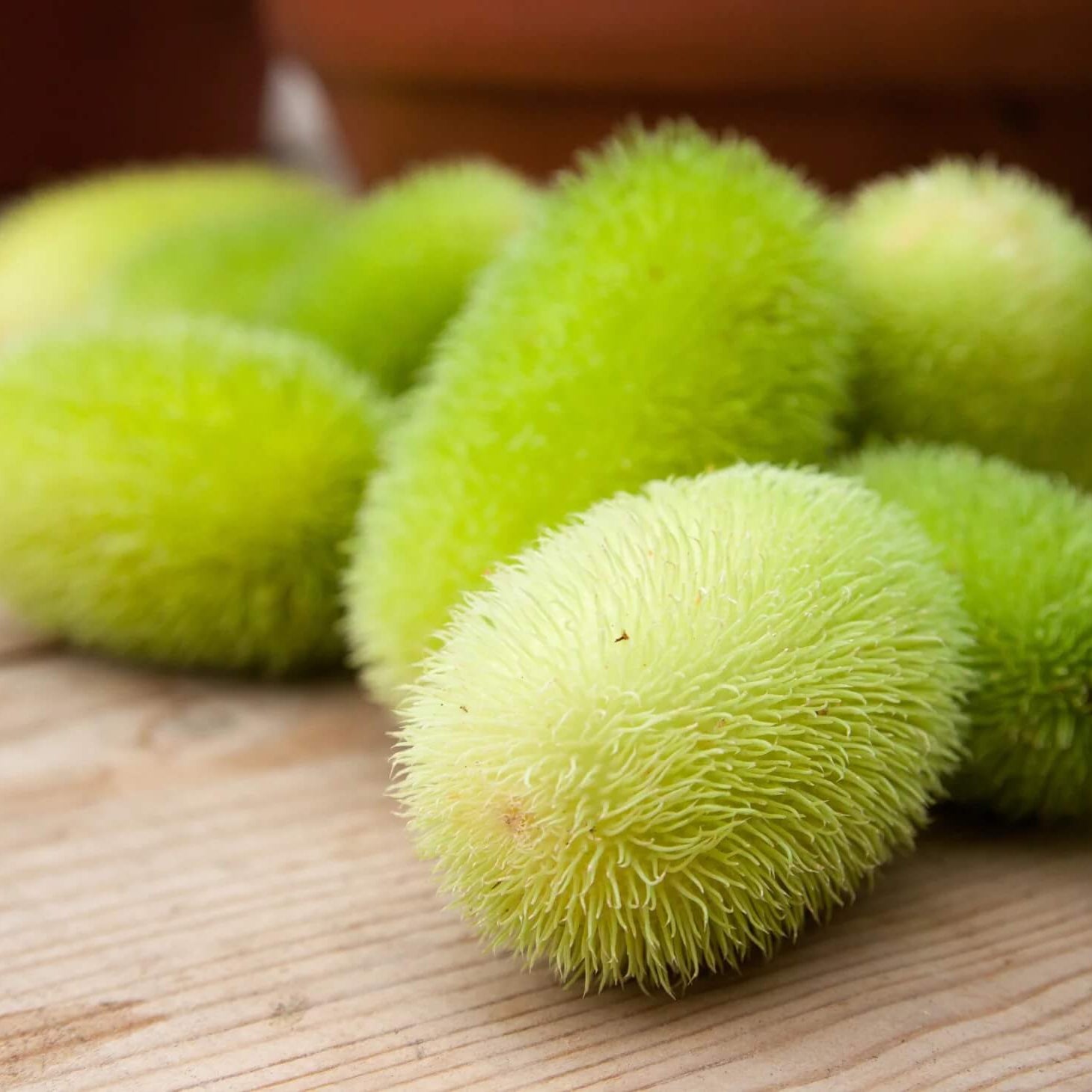 Gourd Seeds – Green Wooly Bear 