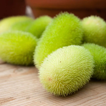 Gourd Seeds – Green Wooly Bear 