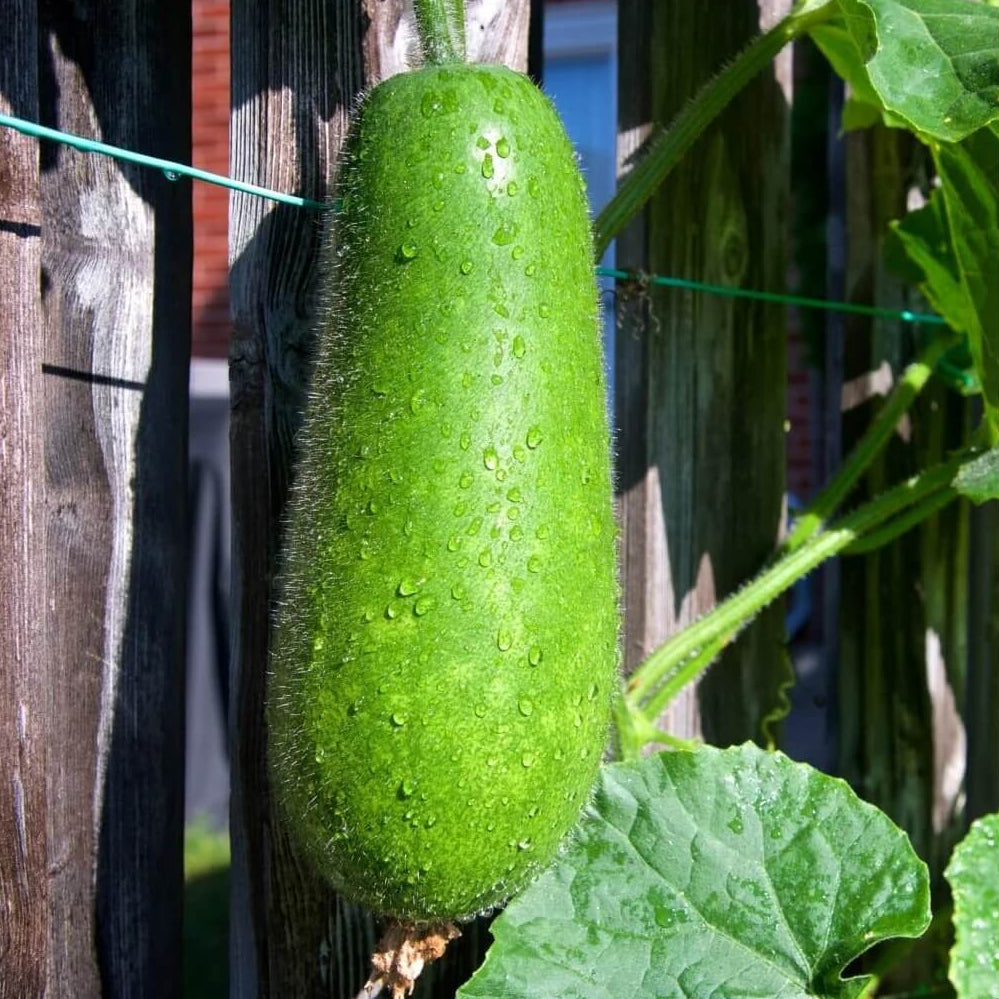 Gourd Seeds – Hairy