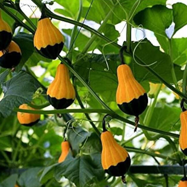 Gourd Seeds – Orange Black Ornamental 