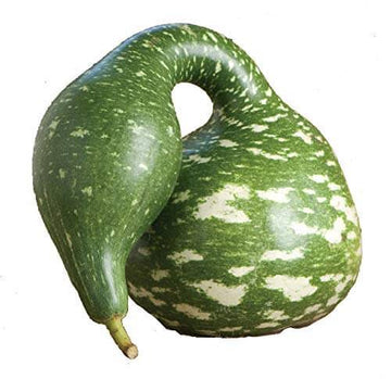Gourd Seeds – Speckled Swan 