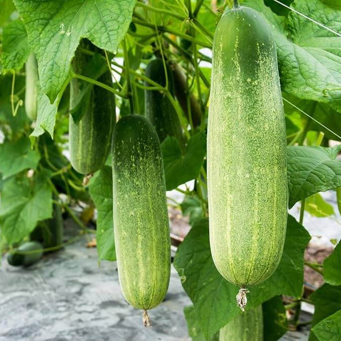Gourd Seeds – Splorias Bottle 