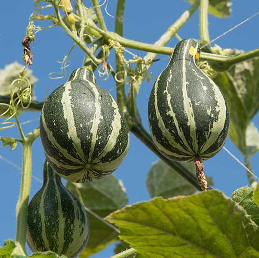 Gourd Seeds – Tennessee
