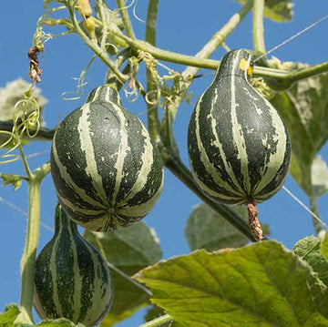 Gourd Seeds – Tennessee
