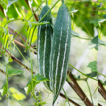 Gourd Seeds – Thai Short Snake 