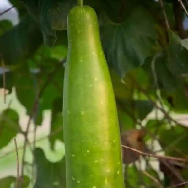 Gourd Seeds – Vietnamese 