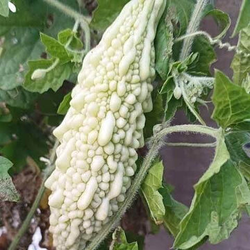 Gourd Seeds – White Bitter
