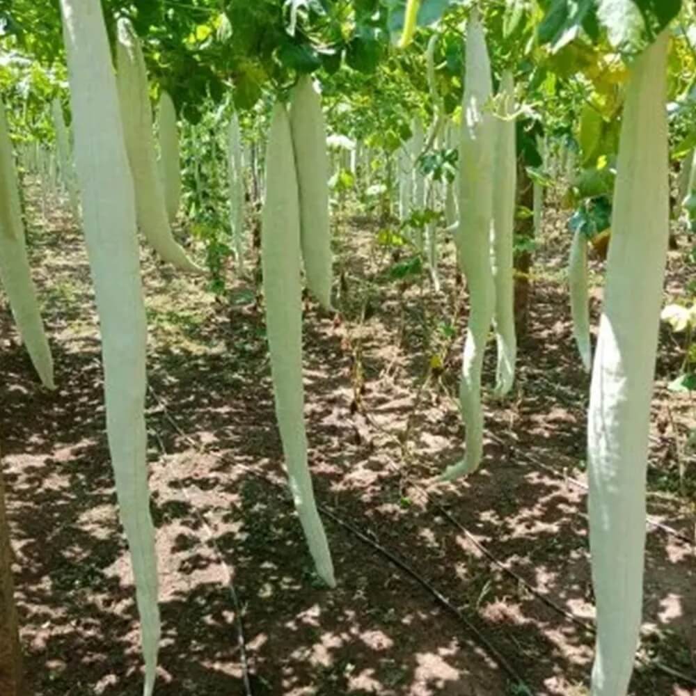 Gourd Seeds – White Long Snake