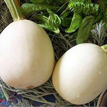 Gourd Seeds – White Nest Egg 