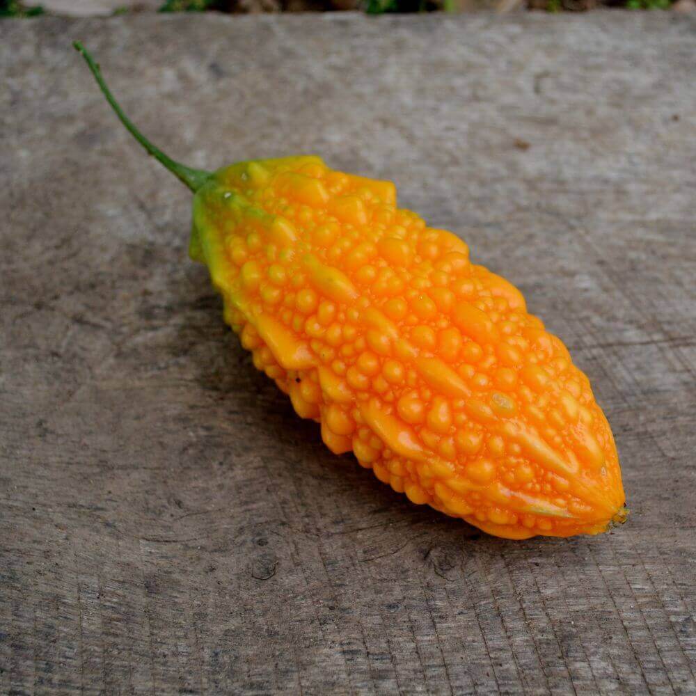 Gourd Seeds – Yellow Bitter 
