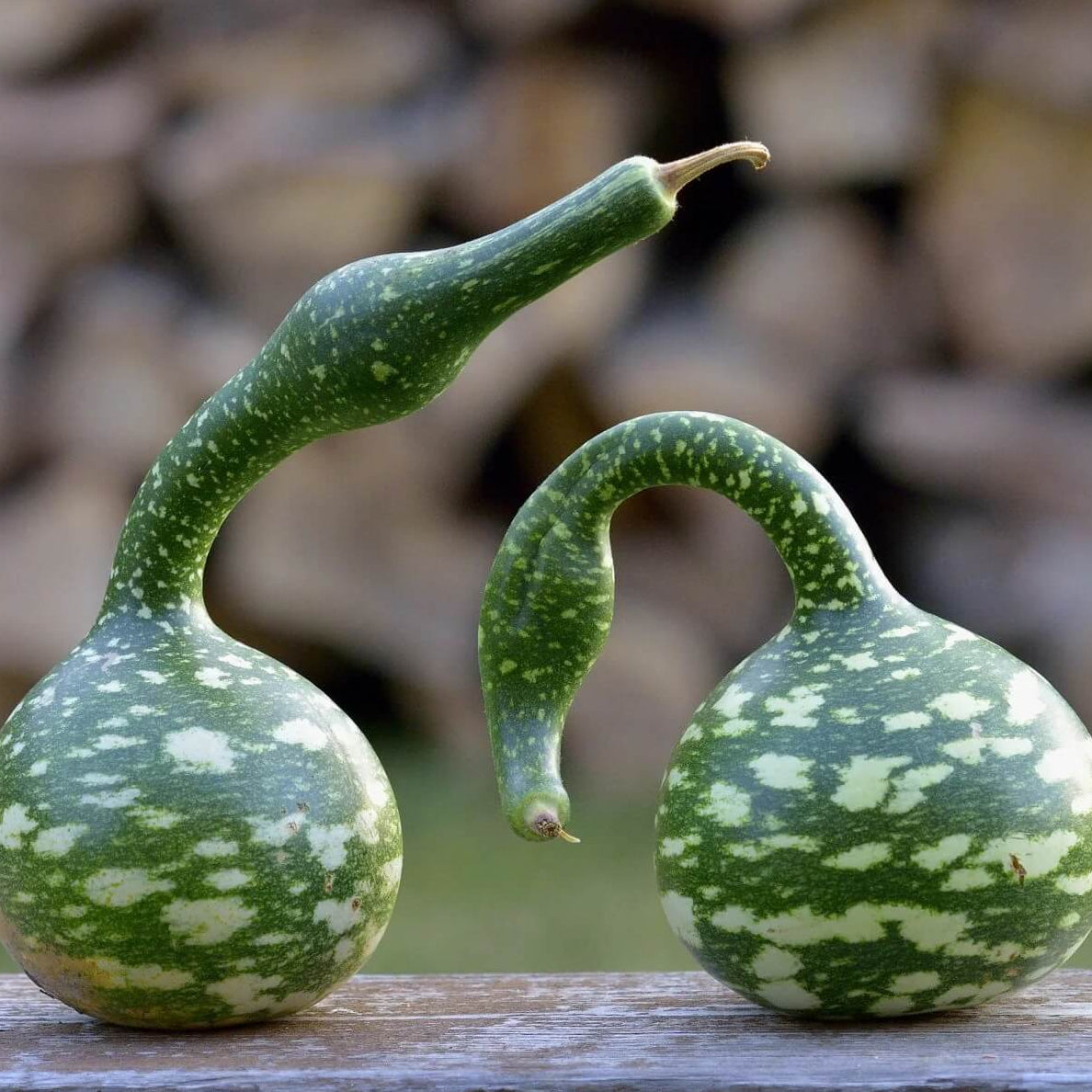 Gourd Seeds – Speckled Swan 