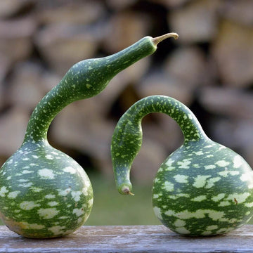 Gourd Seeds – Speckled Swan 