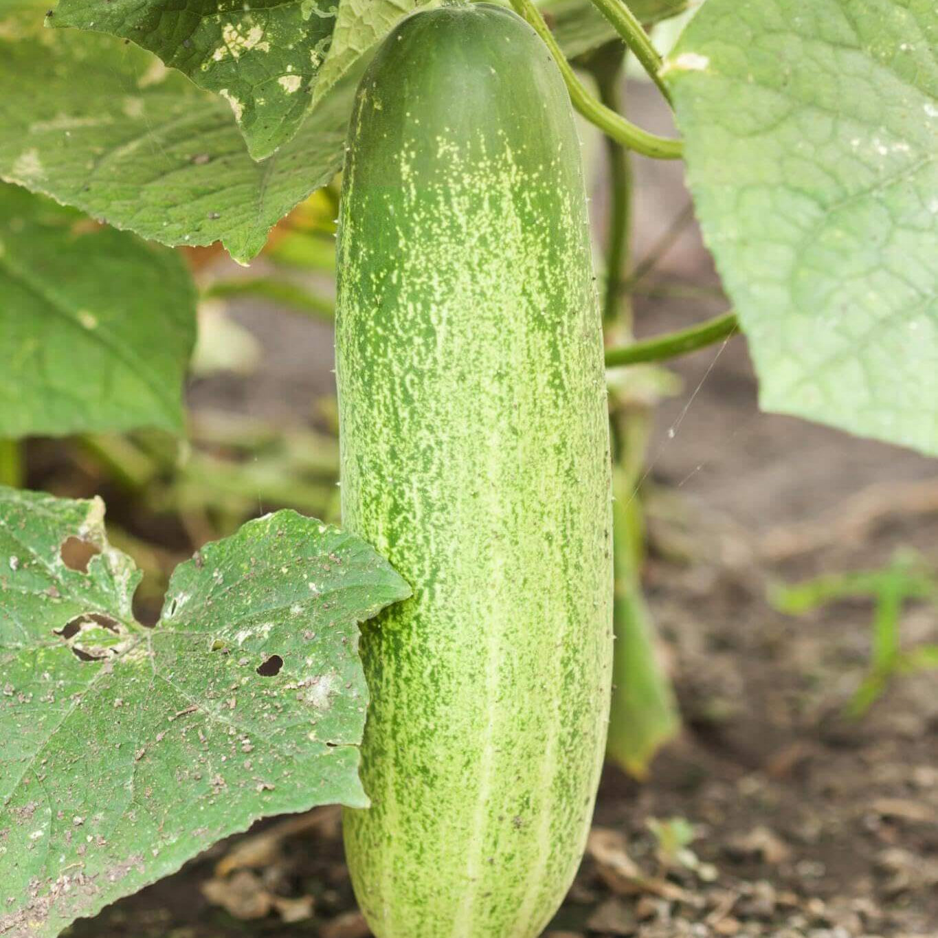 Gourd Seeds – Splorias Bottle 