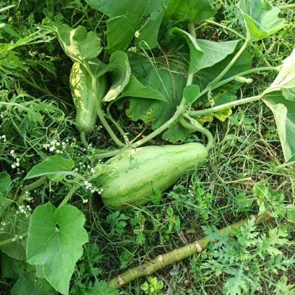 Gourd Seeds – Striped Bottle 