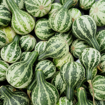 Gourd Seeds – Tennessee

