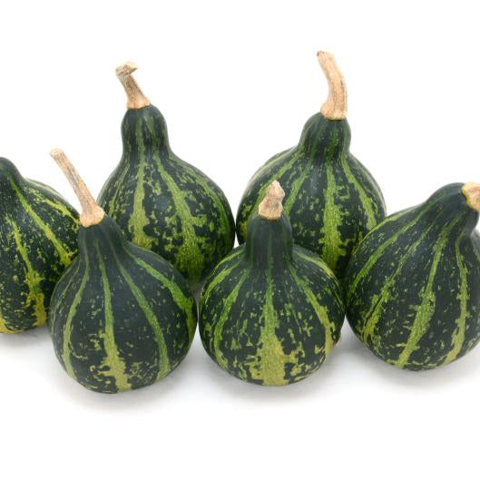 Gourd Seeds – Tennessee
