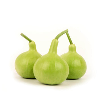 Gourd Seeds – Thai Bottle 