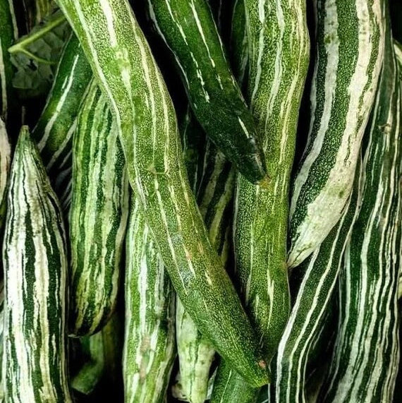 Gourd Seeds – Thai Short Snake 