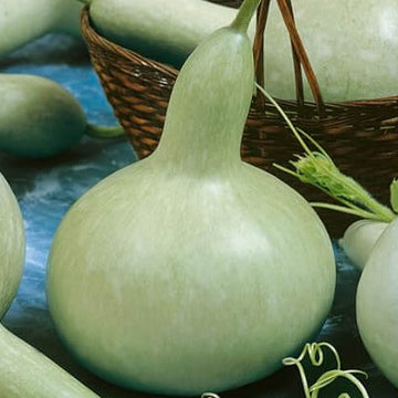 Gourd Seeds – White Bottle 