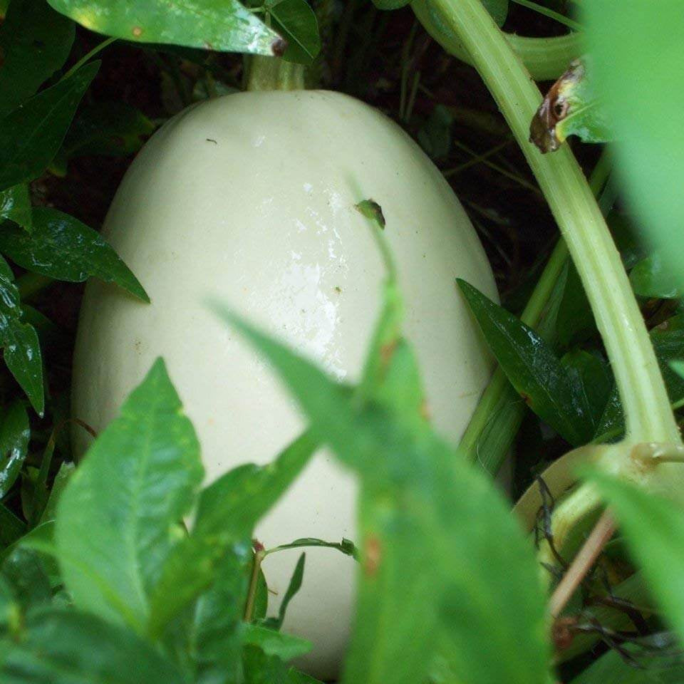 Gourd Seeds – White Nest Egg 