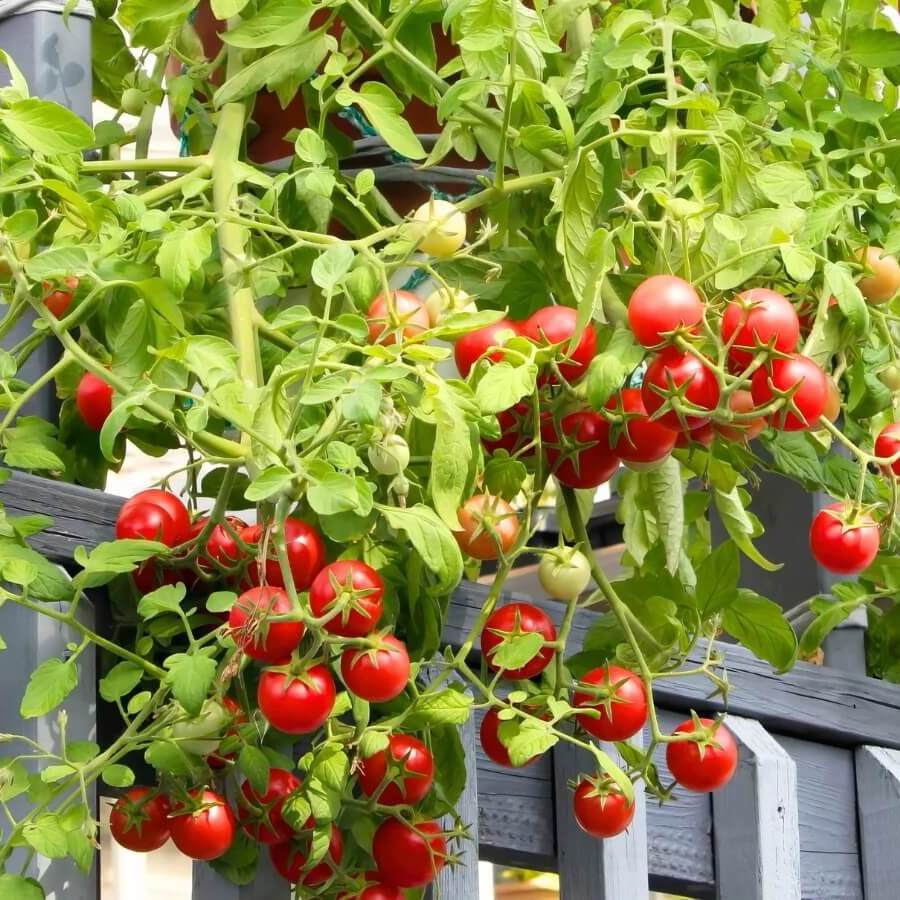 Gourmet Cherry Tomato Seeds