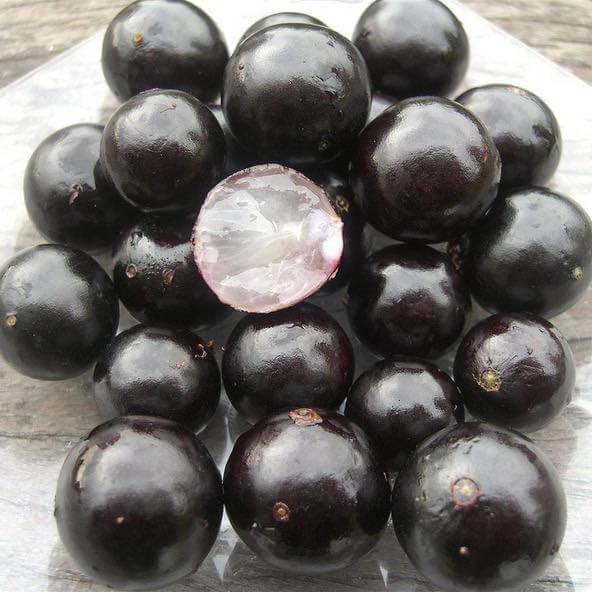 Grape Seeds – Jaboticaba Black Brazilian
