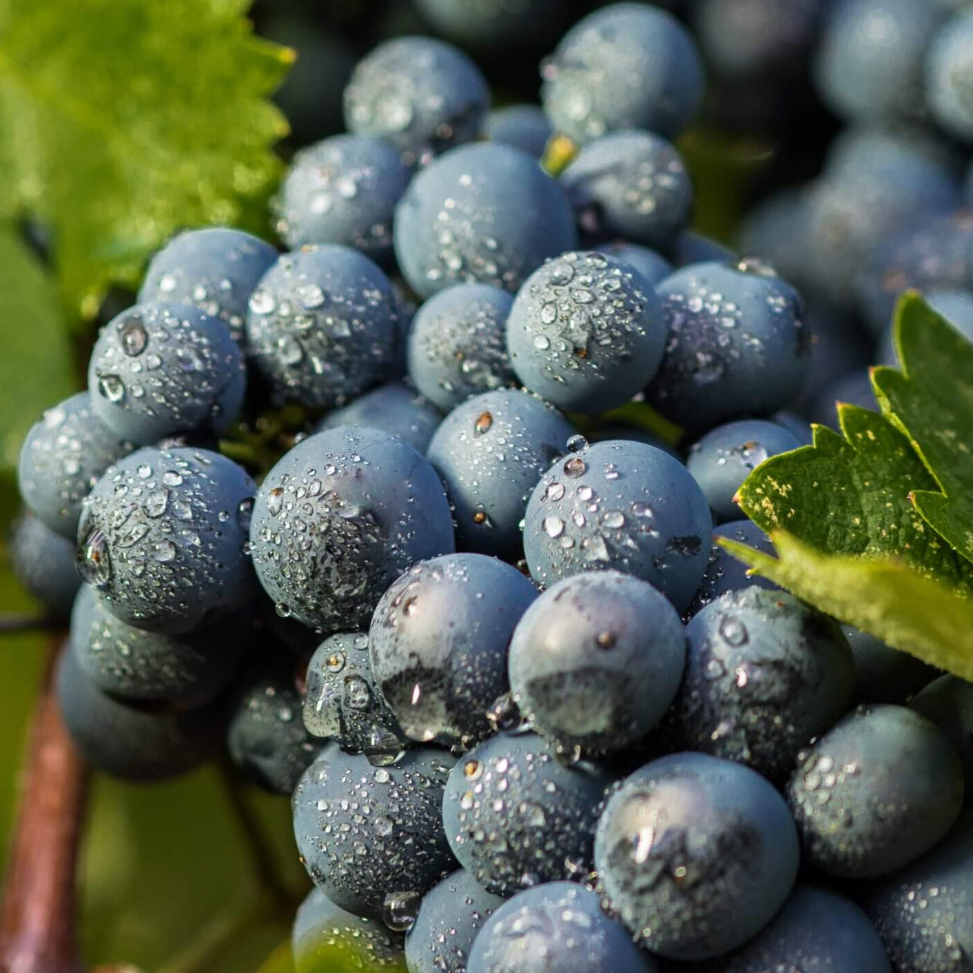 Grape Seeds – Black Corinth