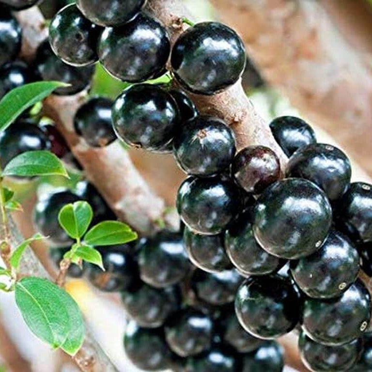 Grape Seeds – Jaboticaba Black Brazilian